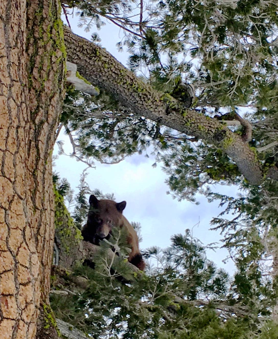 Bear on a tree